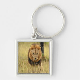 Lion (Panthera leo) walking in a forest, Key Ring