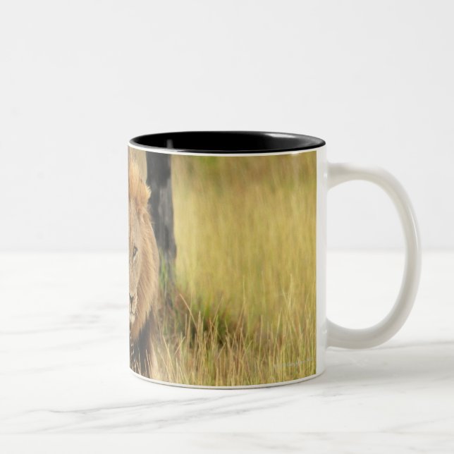 Lion (Panthera leo) walking in a forest, Two-Tone Coffee Mug (Right)