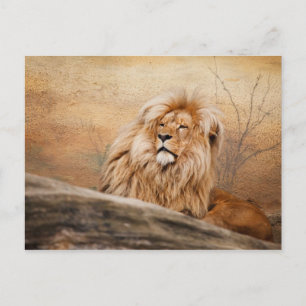 Lion Photo Postcard