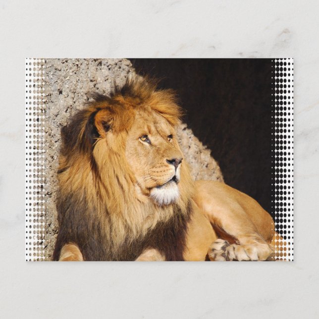 Lion Photo Postcard (Front)