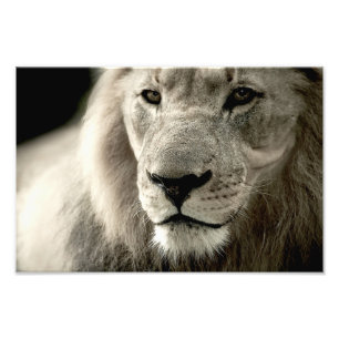 lion photo print