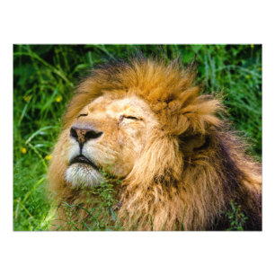 Lion Photo Print