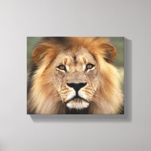 Lion Photograph Canvas Print