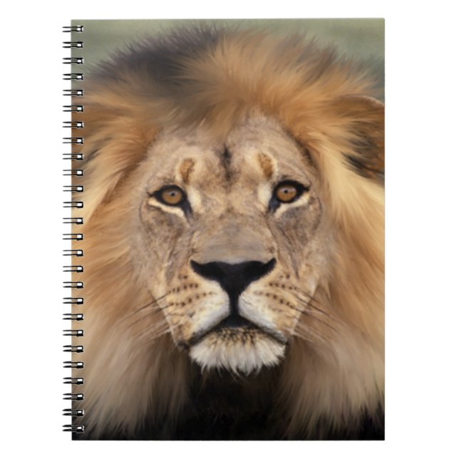 Lion Photograph Notebook (Front)
