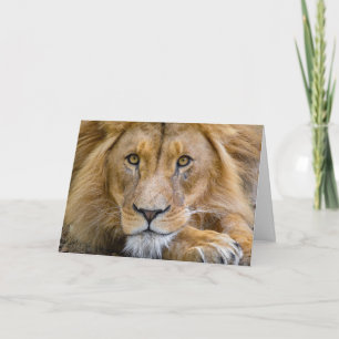 LION PHOTOGRAPHY BIRTHDAY GREETING CARD