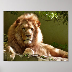 LION PHOTOGRAPHY POSTER