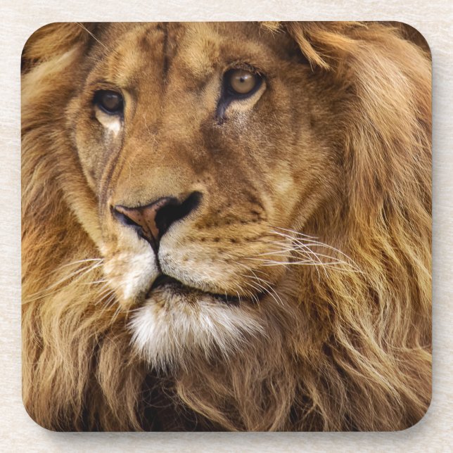 Lion portrait coaster (Front)