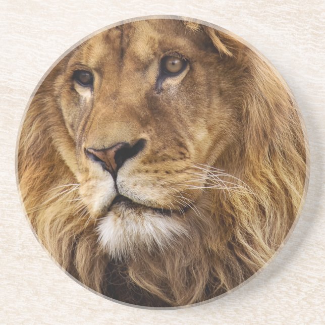 Lion portrait coaster (Front)
