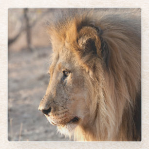 Lion Portrait Glass Coaster