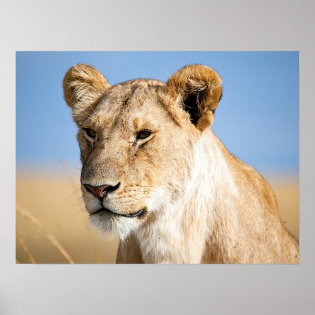 Lion portrait photo poster (Front)