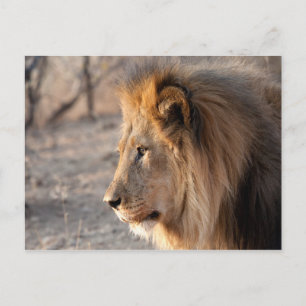 Lion Portrait Postcard