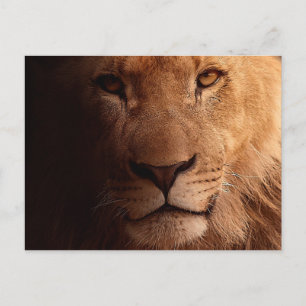 Lion Portrait Postcard