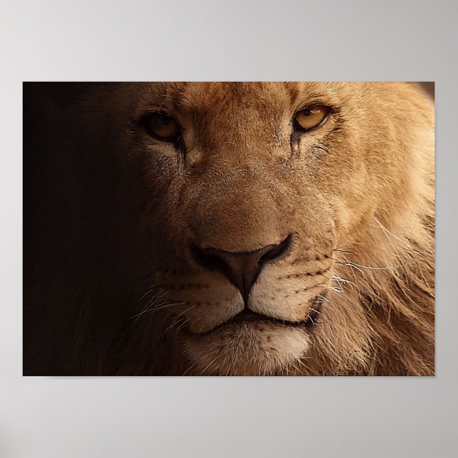 Lion Portrait Poster (Front)