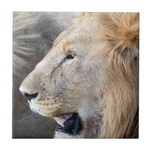 Lion Portrait Tile