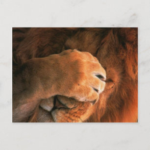 Lion Postcard