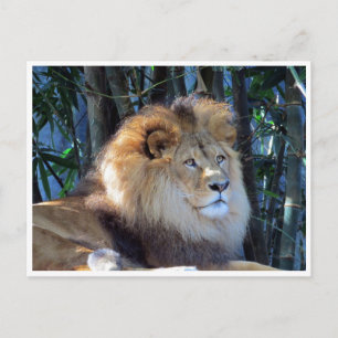 lion postcard