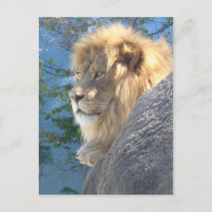 Lion Postcard