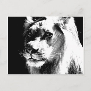 Lion Postcard