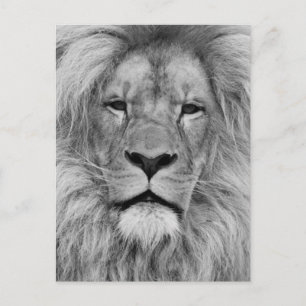 Lion Postcard