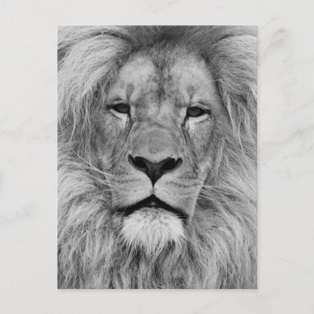 Lion Postcard (Front)