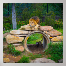 Lion Poster