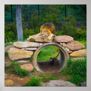 Lion Poster
