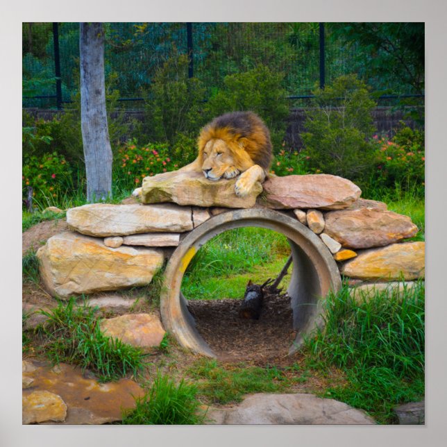 Lion Poster (Front)