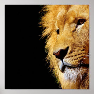 Lion Poster