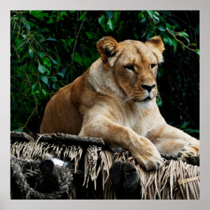 Lion  poster
