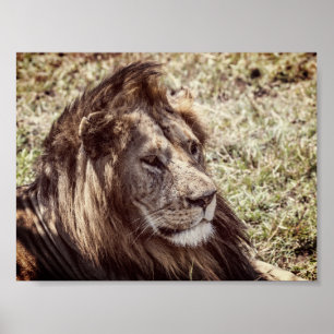 Lion Poster