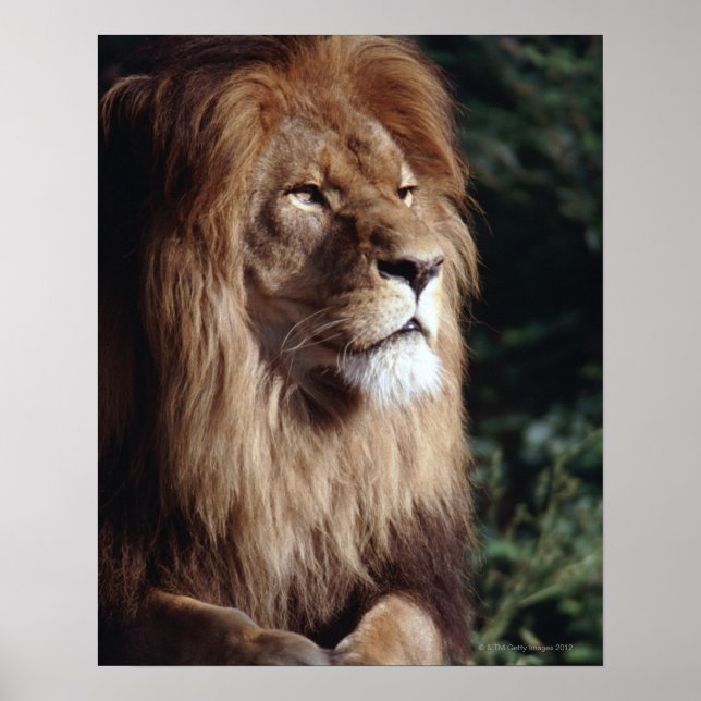 lion poster (Front)
