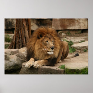 Lion Poster