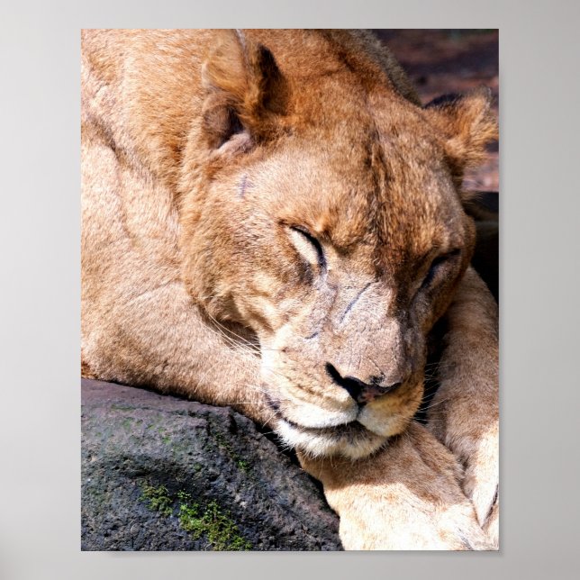 Lion Poster (Front)