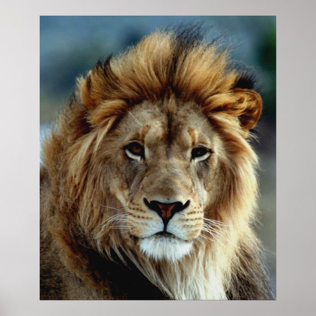Lion Poster (Front)