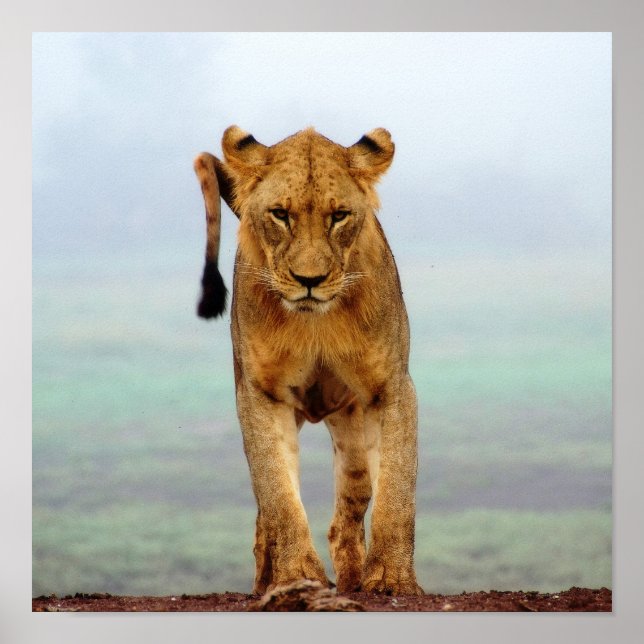 Lion Poster (Front)