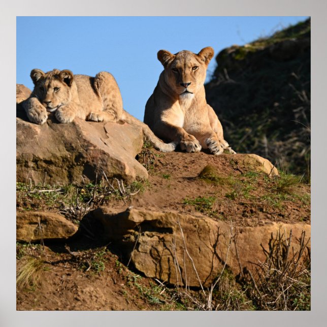 Lion  poster (Front)