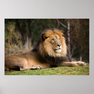 Lion Poster