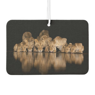 Lion Pride Drinks at the Water Hole at Night Car Air Freshener