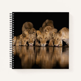 Lion Pride Drinks at the Water Hole at Night Notebook