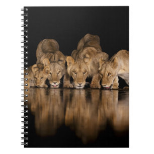 Lion Pride Drinks at the Water Hole at Night Notebook