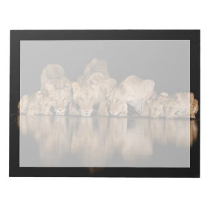 Lion Pride Drinks at the Water Hole at Night Notepad