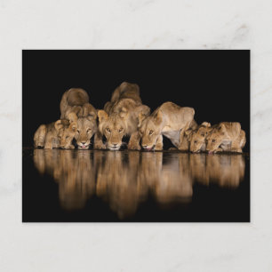 Lion Pride Drinks at the Water Hole at Night Postcard