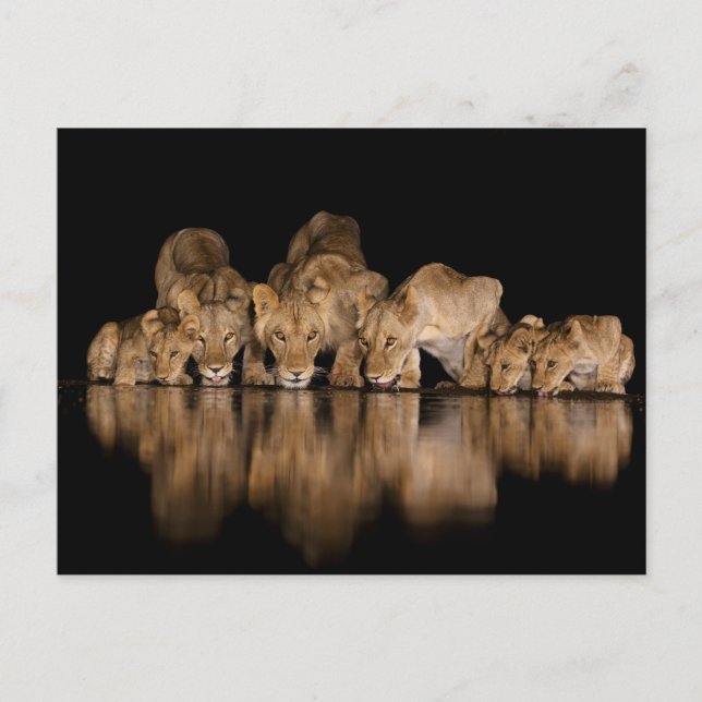 Lion Pride Drinks at the Water Hole at Night Postcard (Front)