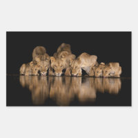 Lion Pride Drinks at the Water Hole at Night