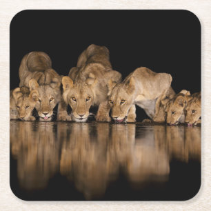 Lion Pride Drinks at the Water Hole at Night Square Paper Coaster