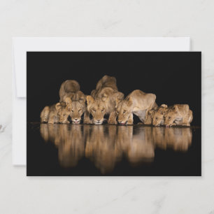 Lion Pride Drinks at the Water Hole at Night Thank You Card