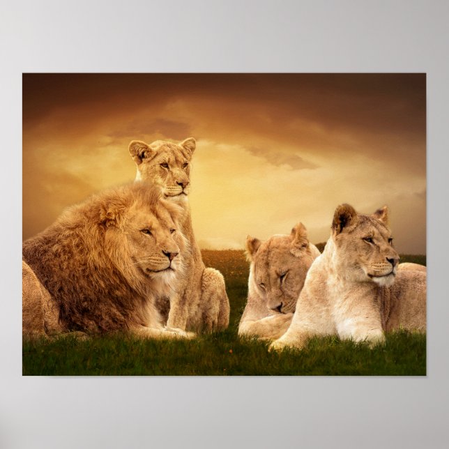 Lion pride poster (Front)