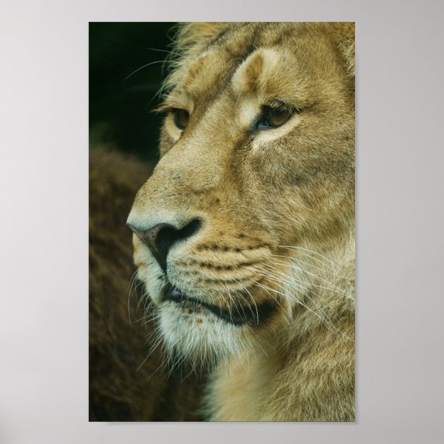 Lion profile Close-Up Poster (Front)