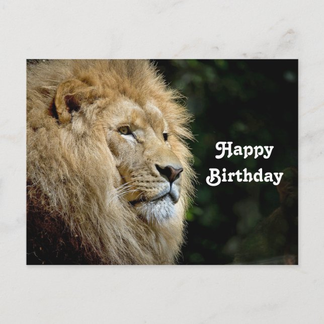 Lion Profile Wildlife Photo Birthday Postcard (Front)