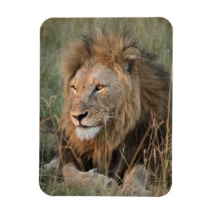 LION Refrigerator Magnet YOUR Photo Template